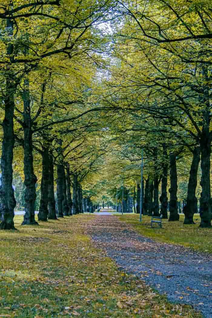 Park i Uppsala